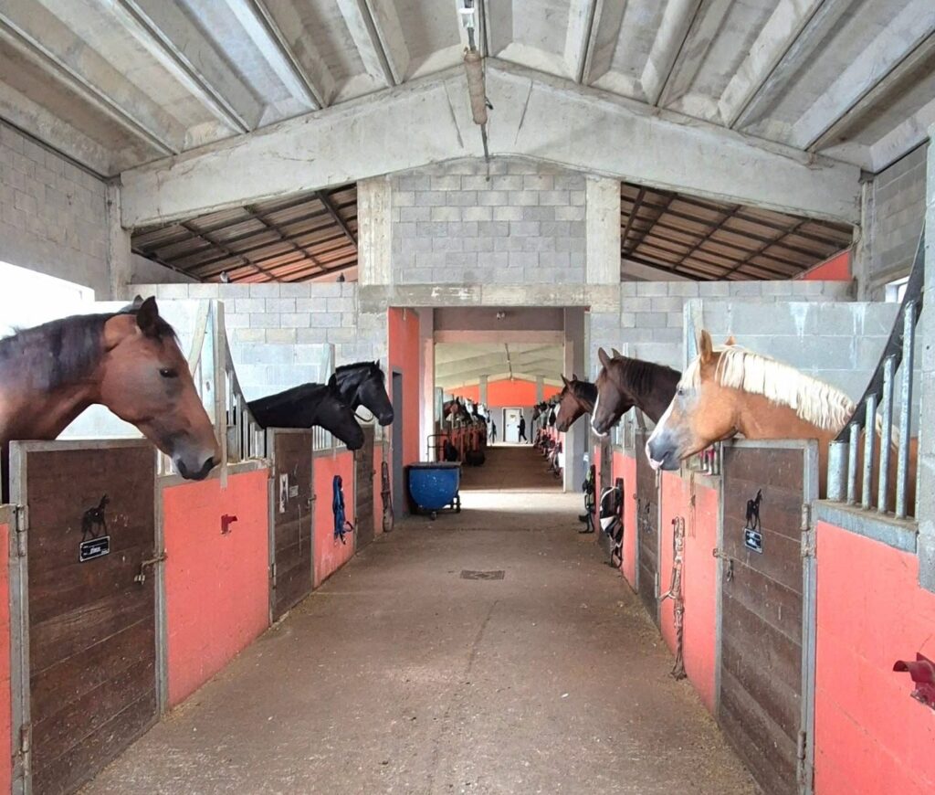 Preparazione cavalli a Viggiù